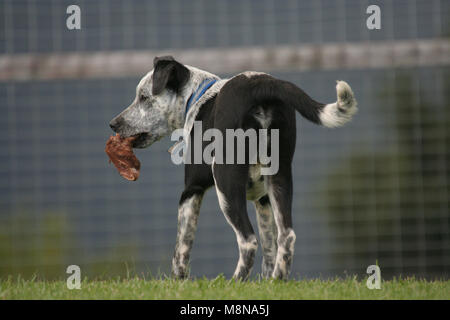 CANE DOMESTICO CON OSSO DI CARNE FRESCO Foto Stock