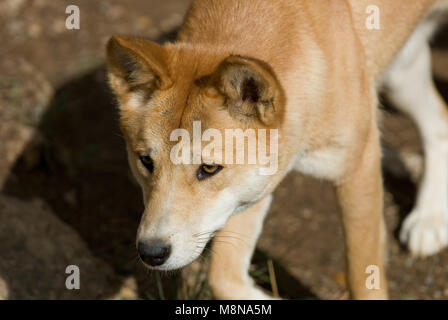 GIOVANE DINGO PUP (CANIS LUPUS DINGO) Foto Stock