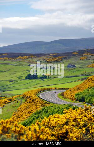 A9 linea principale strada sale a 2 miglia a nord di Helmsdale, Sutherland sul Scotlands N.E. costa. Guardando a sud di inizio estate giallo gorse e terreni agricoli Foto Stock