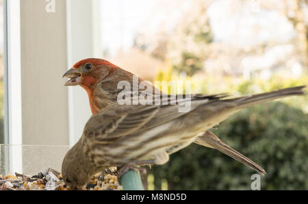 Un maschio House Finch guarda la telecamera tenendo in un olio di semi di girasole Foto Stock