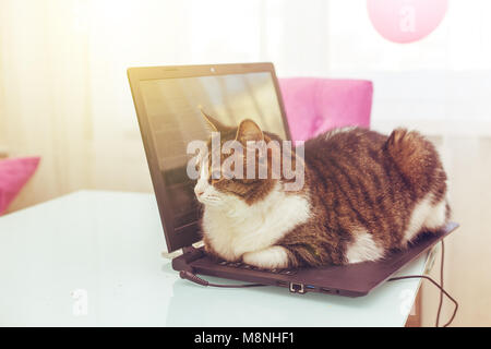 Cat hacker si trova sulla tastiera del notebook. Divertente concetto moderno di business. Foto Stock