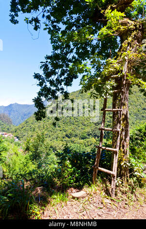 Escursioni lungo i canali di irrigazione (storico sistema di approvvigionamento di acqua, noto come Levada) nella foresta pluviale su isola di Madeira, Portogallo. Sulla strada per Balcoes viewpo Foto Stock