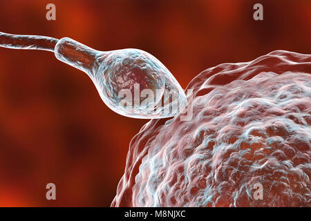 Ovulo umano o uovo, circondato da numerosi spermatozoi, illustrazione del computer. Nella fecondazione, solo un singolo spermatozoo possono penetrare con successo l'ovulo a fondersi con il nucleo femminile. Gli ostacoli da superare comprendono strati di cellule follicolari che circonda l'ovulo (corona radiata) e una glicoproteina sottostante la membrana, la zona pellucida. La membrana viene digerito con gli enzimi rilasciati dal acrosome, un cappuccio sulla testa degli spermatozoi: successiva rapida ai cambiamenti chimici nella zona pellucida evitare di sperma di concorrenti di entrare. Foto Stock
