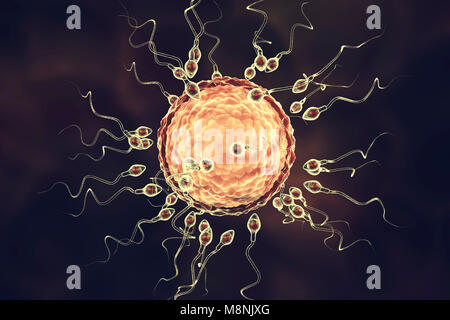 Ovulo umano o uovo, circondato da numerosi spermatozoi, illustrazione del computer. Nella fecondazione, solo un singolo spermatozoo possono penetrare con successo l'ovulo a fondersi con il nucleo femminile. Gli ostacoli da superare comprendono strati di cellule follicolari che circonda l'ovulo (corona radiata) e una glicoproteina sottostante la membrana, la zona pellucida. La membrana viene digerito con gli enzimi rilasciati dal acrosome, un cappuccio sulla testa degli spermatozoi: successiva rapida ai cambiamenti chimici nella zona pellucida evitare di sperma di concorrenti di entrare. Foto Stock