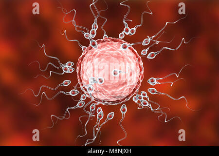Ovulo umano o uovo, circondato da numerosi spermatozoi, illustrazione del computer. Nella fecondazione, solo un singolo spermatozoo possono penetrare con successo l'ovulo a fondersi con il nucleo femminile. Gli ostacoli da superare comprendono strati di cellule follicolari che circonda l'ovulo (corona radiata) e una glicoproteina sottostante la membrana, la zona pellucida. La membrana viene digerito con gli enzimi rilasciati dal acrosome, un cappuccio sulla testa degli spermatozoi: successiva rapida ai cambiamenti chimici nella zona pellucida evitare di sperma di concorrenti di entrare. Foto Stock