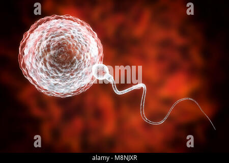 Fertilizzante dello sperma uovo, illustrazione del computer. Lo sperma ha una testa ovale e un capello-come coda che si batte con un colpo di frusta moto a nuotare. La femmina umana produce in genere un singolo uovo grande dall'ovaio, mentre il maschio rilascia circa trecento milioni di molto più piccolo di sperma. Lo sperma di viaggiare attraverso l'utero (seno) e le tube di falloppio per raggiungere l'uovo. Lo sperma deve penetrare in uno strato spesso intorno all'uovo; questa penetrazione è aiutata da enzimi contenuti negli spermatozoi alla testa. Solo uno spermatozoo possono fondersi con il nucleo di uovo. Consente di fecondazione maschile e femminile di materiale genetico per essere condivisi. Foto Stock