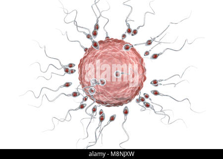 Ovulo umano o uovo, circondato da numerosi spermatozoi, illustrazione del computer. Nella fecondazione, solo un singolo spermatozoo possono penetrare con successo l'ovulo a fondersi con il nucleo femminile. Gli ostacoli da superare comprendono strati di cellule follicolari che circonda l'ovulo (corona radiata) e una glicoproteina sottostante la membrana, la zona pellucida. La membrana viene digerito con gli enzimi rilasciati dal acrosome, un cappuccio sulla testa degli spermatozoi: successiva rapida ai cambiamenti chimici nella zona pellucida evitare di sperma di concorrenti di entrare. Foto Stock