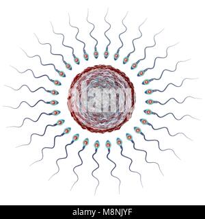 Ovulo umano o uovo, circondato da numerosi spermatozoi, illustrazione del computer. Nella fecondazione, solo un singolo spermatozoo possono penetrare con successo l'ovulo a fondersi con il nucleo femminile. Gli ostacoli da superare comprendono strati di cellule follicolari che circonda l'ovulo (corona radiata) e una glicoproteina sottostante la membrana, la zona pellucida. La membrana viene digerito con gli enzimi rilasciati dal acrosome, un cappuccio sulla testa degli spermatozoi: successiva rapida ai cambiamenti chimici nella zona pellucida evitare di sperma di concorrenti di entrare. Foto Stock