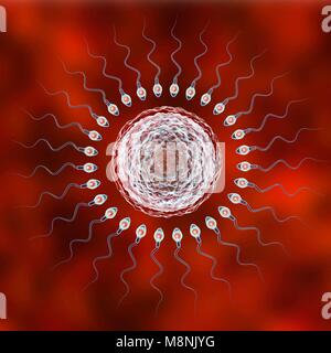 Ovulo umano o uovo, circondato da numerosi spermatozoi, illustrazione del computer. Nella fecondazione, solo un singolo spermatozoo possono penetrare con successo l'ovulo a fondersi con il nucleo femminile. Gli ostacoli da superare comprendono strati di cellule follicolari che circonda l'ovulo (corona radiata) e una glicoproteina sottostante la membrana, la zona pellucida. La membrana viene digerito con gli enzimi rilasciati dal acrosome, un cappuccio sulla testa degli spermatozoi: successiva rapida ai cambiamenti chimici nella zona pellucida evitare di sperma di concorrenti di entrare. Foto Stock