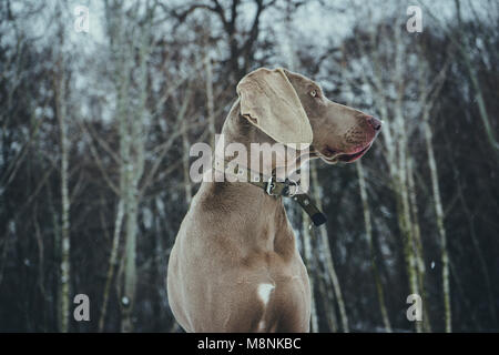 Giovane e bella seduta weimaraner cane in inverno / sfondo a molla Foto Stock