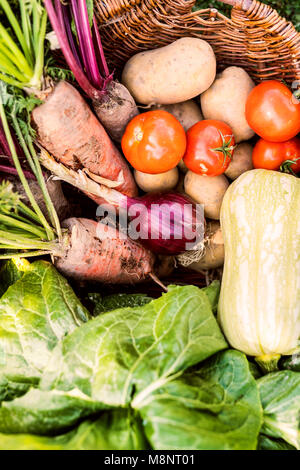 Cesto pieno di verdure nel giardino sul retro. Foto Stock