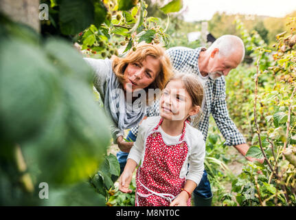 Coppia senior con il nipote del giardinaggio nel giardino sul retro. Foto Stock