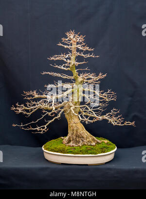 Albero dei bonsai Foto Stock