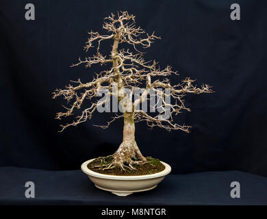 Albero dei bonsai Foto Stock