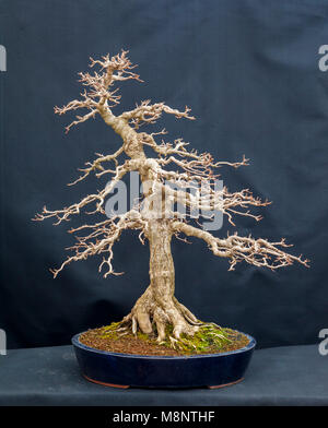 Albero dei bonsai Foto Stock