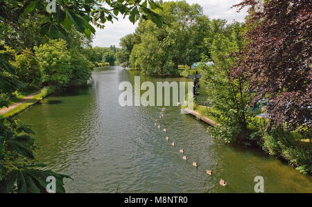 Canada Geeseswim in una linea sul Fiume Tamigi Foto Stock