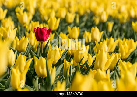 Un singolo red tulip è in piedi in un campo di tulipani gialli in piena fioritura. Il Tulipano rosso è di poco superiore a quella di fiori gialli, che rende s Foto Stock