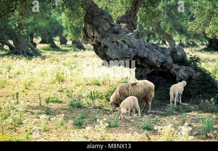 Mallorca Spagna Maiorca Isole Baleari Baleares pecore al pascolo di agnello in un antico oliveto paesaggio prato. Fiori d'estate Foto Stock