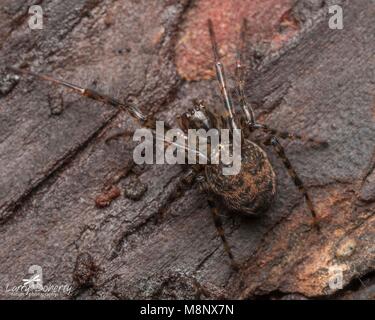 Vista dorsale di Orb-weaver spider (Metellina merianae) appoggiandosi sotto corteccia di albero. Tipperary, Irlanda Foto Stock