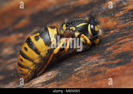 Vista laterale del tedesco Wasp queen (Vespula germanica) entra in modalità di ibernazione sotto corteccia di albero. Tipperary, Irlanda Foto Stock