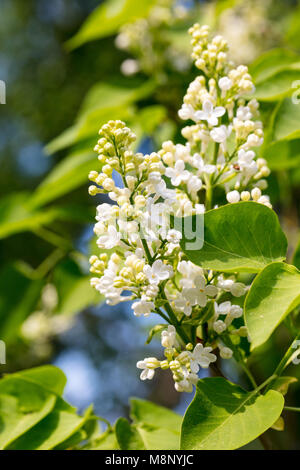 Comune di Lilla, Bondsyren (Syringa vulgaris f. alba) Foto Stock