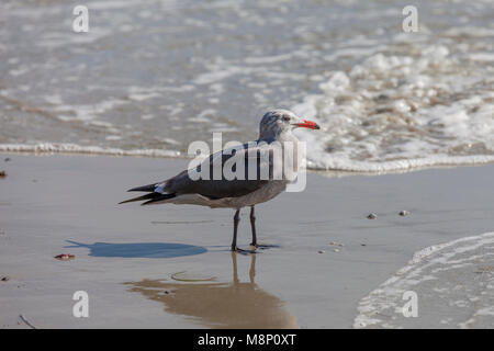 Heermann il gabbiano sulla costa della California Foto Stock