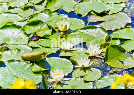 La principessa rana nel lago con ninfee in estate giornata di sole Foto Stock