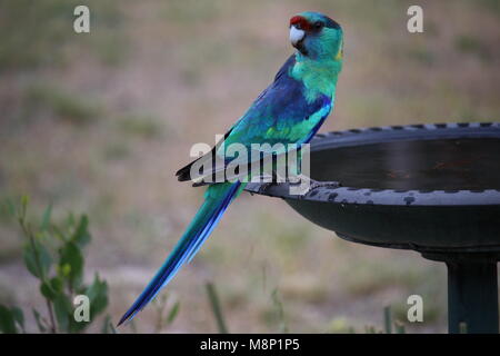 Pappagallo australiano - Mallee Ringneck (Barnardius zonarius) al Bagno uccelli Foto Stock