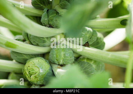 Close up di cavolini di Bruxelles sulla pianta. Foto Stock