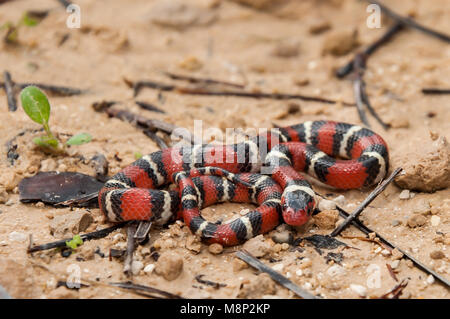 Scarlet (Kingsnake Lampropeltis elapsoides) Foto Stock