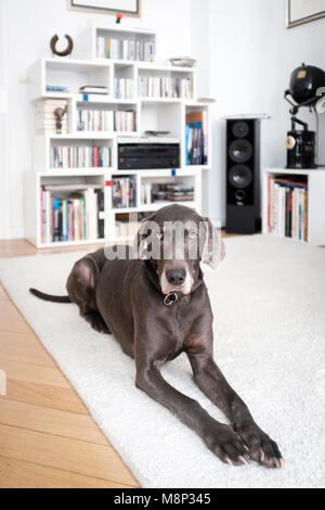 Weimaraner cane a casa Foto Stock