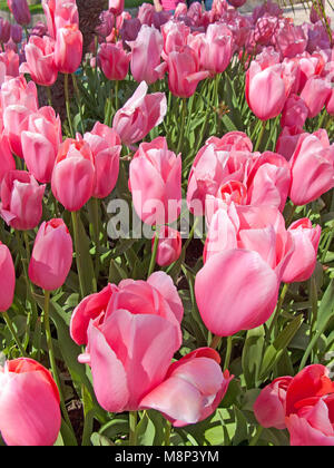 Rosa fiorire i tulipani (Tulipa sp.) al parco vicino al Casino di Montecarlo, Place du Casino, Monte Carlo, il Principato di Monaco, Côte d'Azur Foto Stock