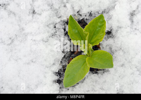 Autunno o caduta di semina Fave pianta nella neve, varietà Witkiem Manita, Vicia faba noto anche come favino, fava, bell, cavallo, Windsor, piccione e Foto Stock