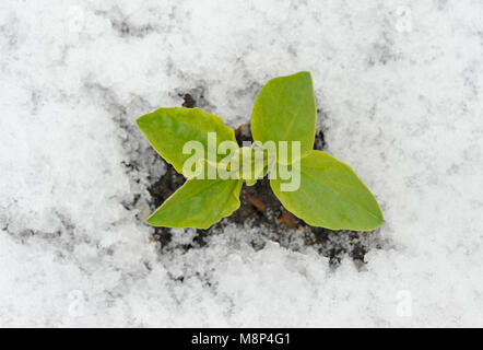 Autunno o caduta di semina Fave pianta nella neve, varietà Witkiem Manita, Vicia faba noto anche come favino, fava, bell, cavallo, Windsor, piccione e Foto Stock