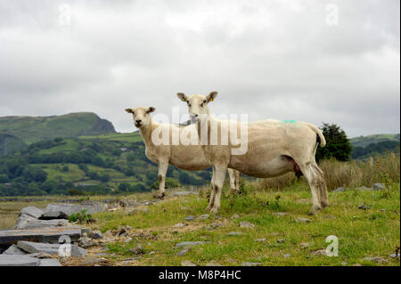 Coppia di Welsh agnelli, pascolo di ovini saline sul fiume Dwyryd estuario, Gwynedd in Galles del Nord, Regno Unito. Foto Stock