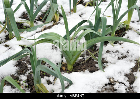 Righe di hardy inverno porri con neve sul terreno, allium ampeloprasum, in un orto, varietà Musselburgh. Foto Stock