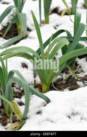 Righe di hardy inverno porri con neve sul terreno, allium ampeloprasum, in un orto, varietà Musselburgh. Foto Stock