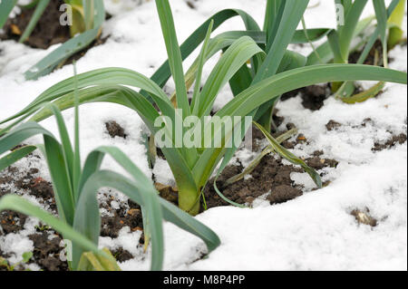 Righe di hardy inverno porri con neve sul terreno, allium ampeloprasum, in un orto, varietà Musselburgh. Foto Stock