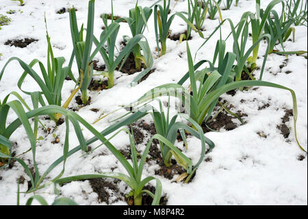Righe di hardy inverno porri con neve sul terreno, allium ampeloprasum, in un orto, varietà Musselburgh. Foto Stock