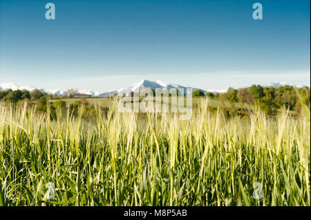 Vista dei Pirenei a partire da un campo di grano al D 8 che collega Aurignac a Saint-Gaudens Foto Stock