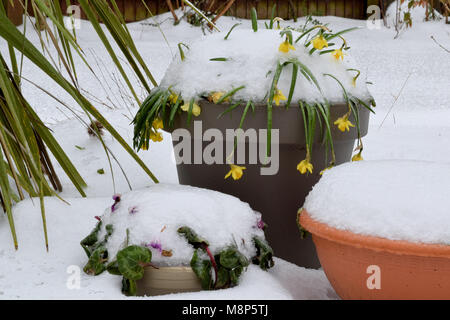 Copertura di neve fiori di primavera in vasi da giardino Foto Stock