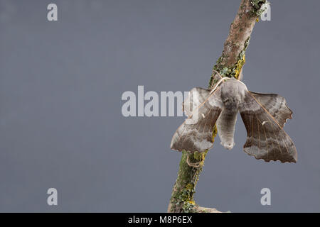 Un pioppo hawk moth, Laothoe populi, trovati in Dorset UK. Fotografato su un ramoscello di pioppo. Studio Immagine su sfondo grigio. Il Dorset England Regno Unito GB Foto Stock