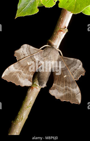 Un pioppo hawk moth, Laothoe populi trovata nel Dorset UK, studio immagine con la falena in appoggio su un ramoscello di pioppo su sfondo nero. Il Dorset England Regno Unito Foto Stock