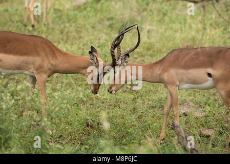 Impala rams squadratura fino Foto Stock