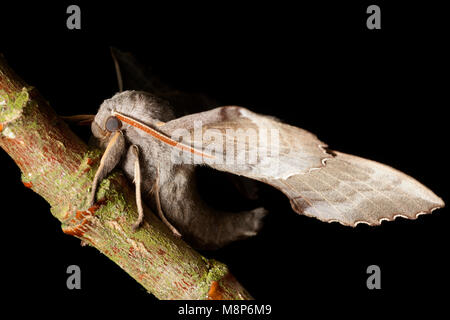 Un pioppo hawk moth, Laothoe populi, trovati in Dorset UK, studio immagine con la falena in appoggio su un ramoscello di pioppo su sfondo nero. Il Dorset England Regno Unito Foto Stock