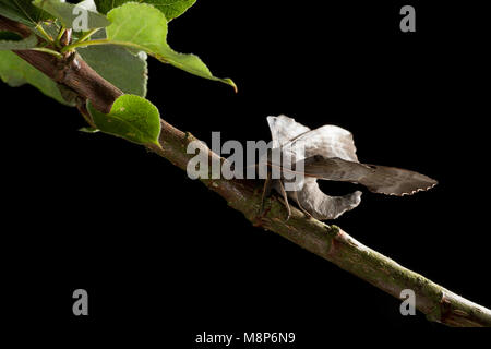 Un pioppo hawk moth, Laothoe populi, trovati in Dorset UK in appoggio su un ramoscello di pioppo, studio immagine su uno sfondo nero. Il Dorset England Regno Unito GB Foto Stock