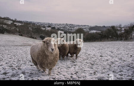 Helston Cornovaglia nella neve con pecora Foto Stock