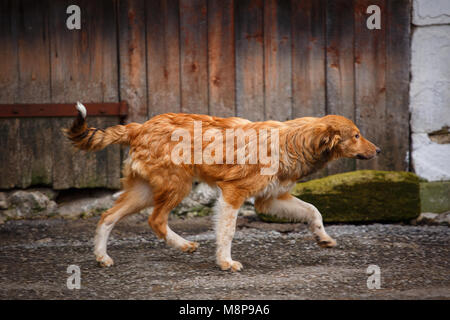 Un cane randagio camminando lungo la strada del villaggio. Senzatetto outdor cane. Foto Stock