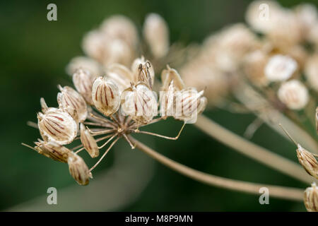 Heracleum sphondylium, hogweed, comune hogweed, mucca pastinaca Foto Stock