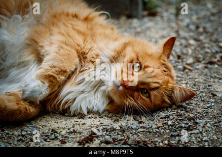 Lo zenzero Gatto sdraiato a terra fissando intensamente nel visualizzatore Foto Stock